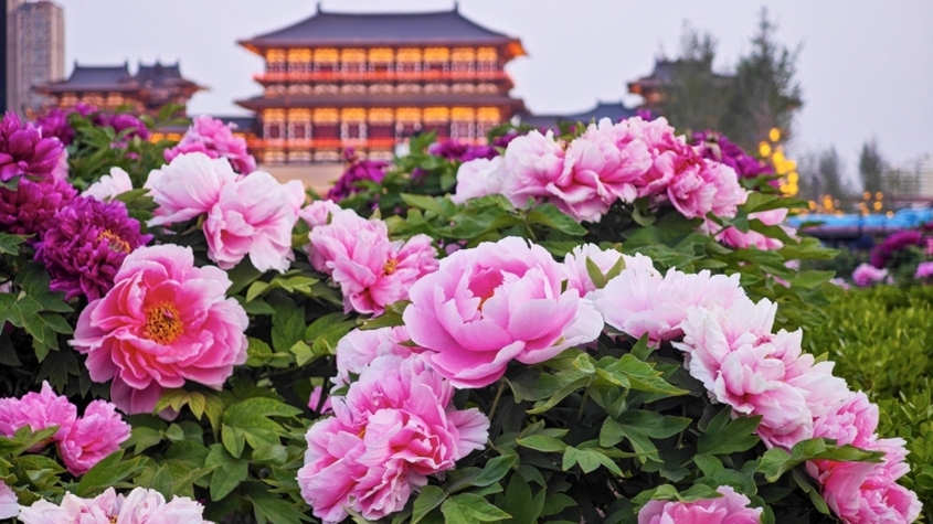如何科學(xué)防治過敏性鼻炎？專家解讀